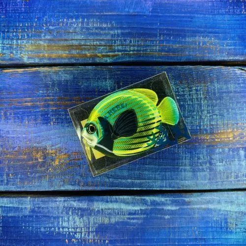 Рыболовная рулетка Fish Measurement Tape №EMPEROR ANGELFISH